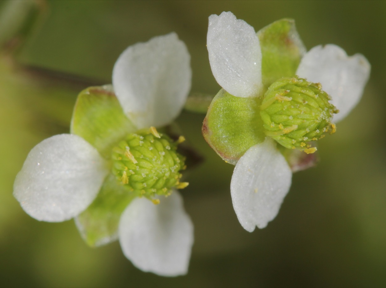 Nathan Taylor (https://www.inaturalist.org/observations/15772312)
